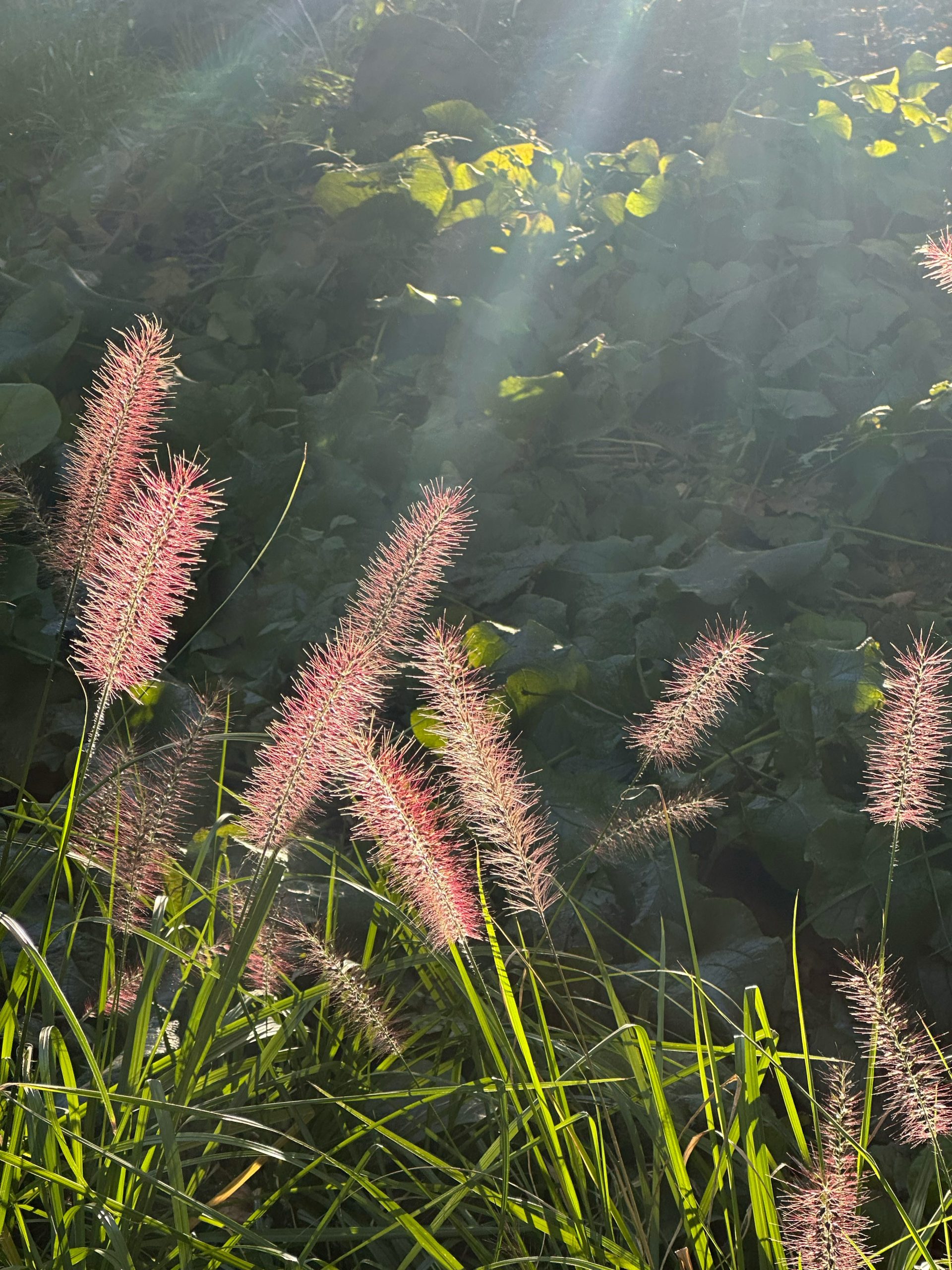 tejal-tarro-blog-practice-of-patience-