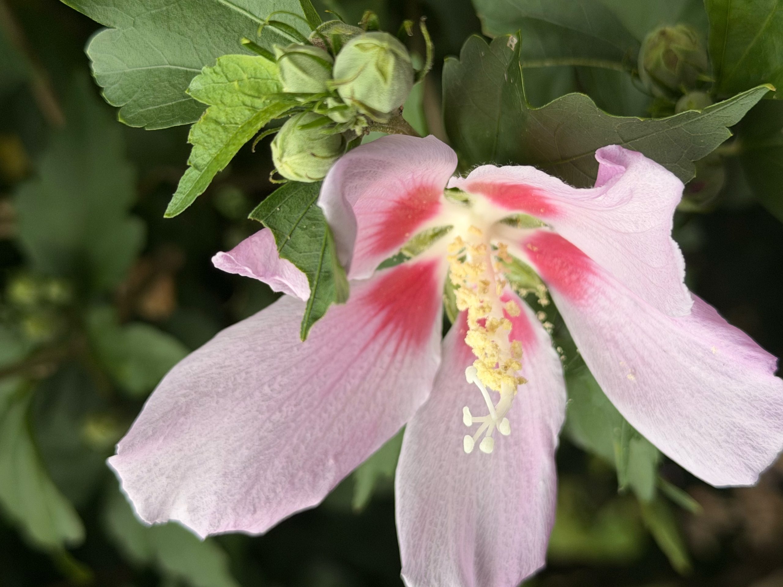 Pink-Flower-Blog
